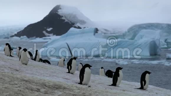 阿黛丽企鹅站在海滩上下雪安德列夫视频的预览图