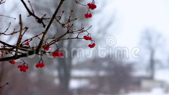 在冬天在一场降雪中一条带有红色浆果的蝰蛇的树枝在阵风中摇曳背景变得模糊视频的预览图