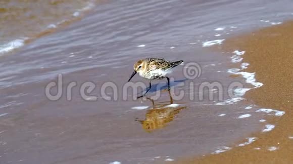 水流运动小鸟沙钳沿着沙质海岸沿着水的边缘运行波浪在爪子上翻滚视频的预览图