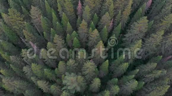 在云杉林上空飞行视频的预览图