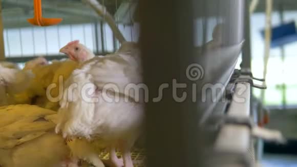 鸡在家禽笼子里农业产业概念视频的预览图