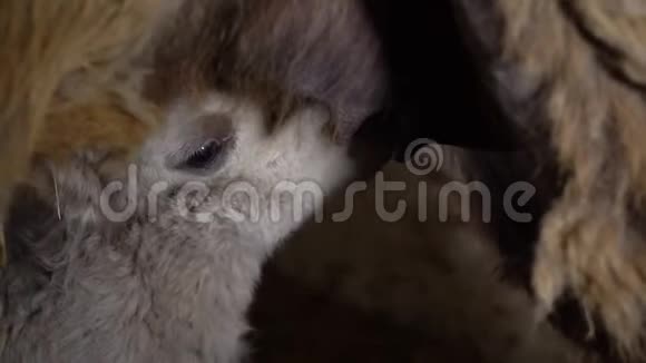 骆驼从它的母亲那里喝牛奶视频的预览图