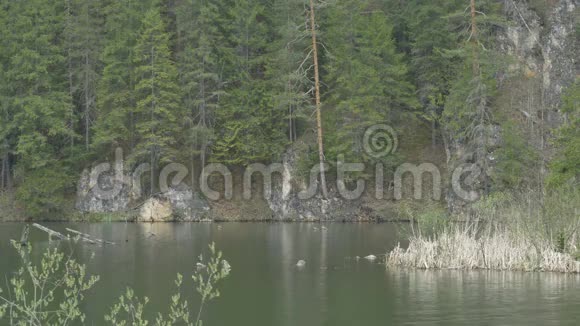 湖松树和悬崖景观视频的预览图