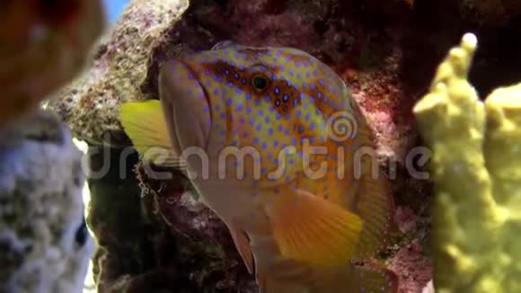 珊瑚石斑鱼头孢粉小鱼水下红海视频的预览图