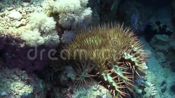 多波束尖吻海星冠ThornsAcanthasterplanci水下红海视频的预览图