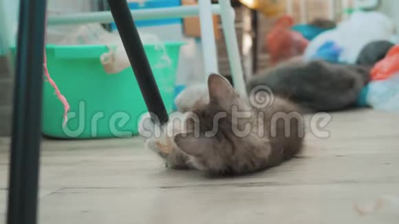 小猫咪被播放了美丽可爱的搞笑视频猫宠物是在房间的阳台上玩的生活方式在地板上视频的预览图
