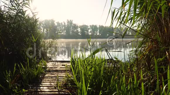 河岸上的日出芦苇间有木桥的景观和水面上的烟雾视频的预览图