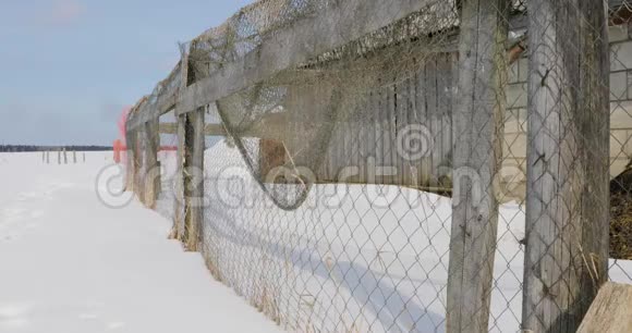 冬季白天用金属网封闭的木栅栏视频的预览图
