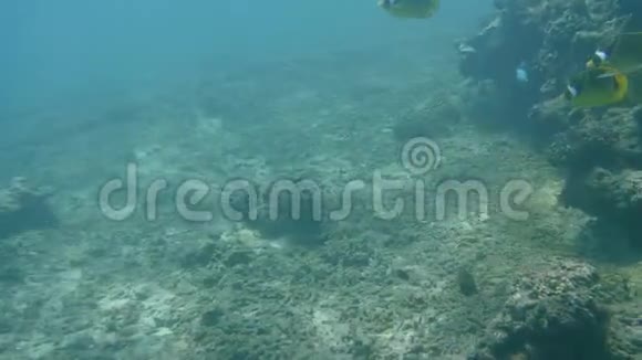 巴厘岛巴丹白岛的平滑的小毛和小毛视频的预览图