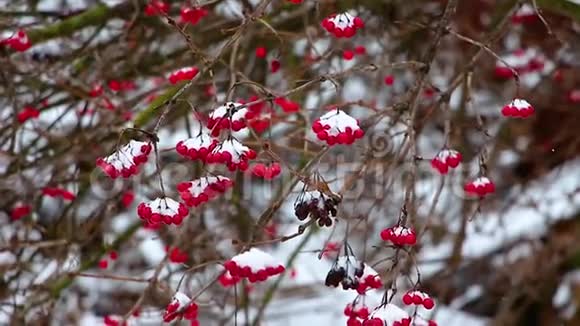 在冬天在一场降雪中一条带有红色浆果的蝰蛇的树枝在阵风中摇曳背景变得模糊视频的预览图