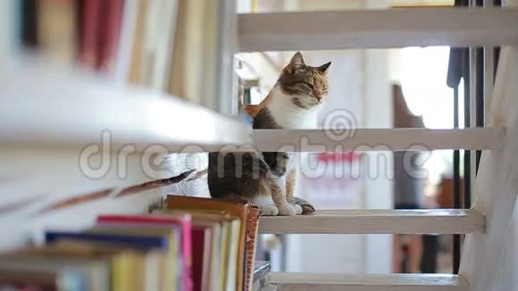 小猫坐在楼梯上视频的预览图