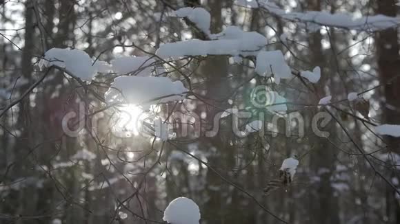 树枝上有雪在风中移动视频的预览图