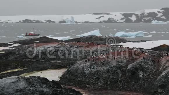 一群企鹅站在岸边的石面上安德列夫视频的预览图