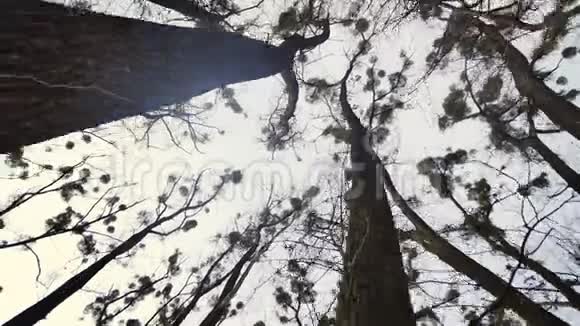一棵世纪老树的枝干对抗天空强大的分支隐藏天空黑色实心树皮很多小的视频的预览图