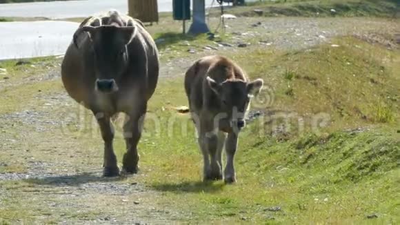小牛和他的母亲走向镜头视频的预览图