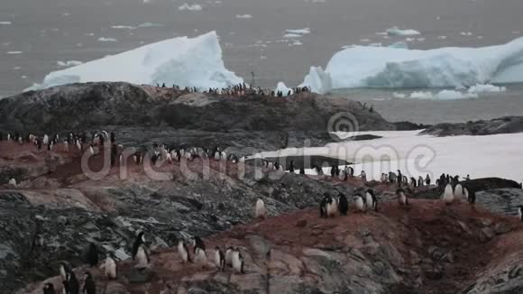一群阿德利企鹅站在水边的岩石上安德列夫视频的预览图