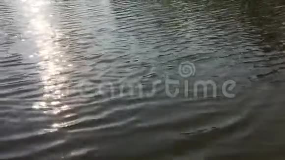 金阳径自然江上视频的预览图