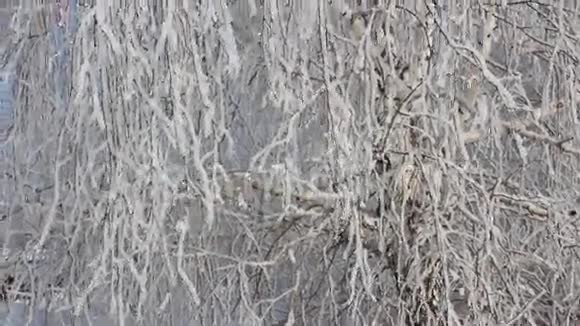 树枝上的海霜视频的预览图