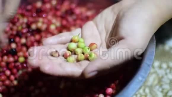 BignayAntidesmaBunius家庭葡萄酒加工采摘不需要的未成熟的绿色水果视频的预览图