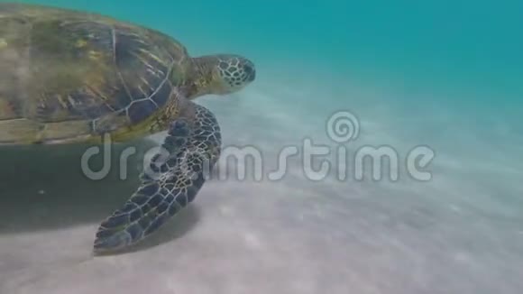 海龟在镜头旁边游泳视频的预览图
