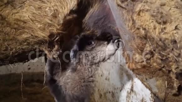 骆驼从它的母亲那里喝牛奶视频的预览图