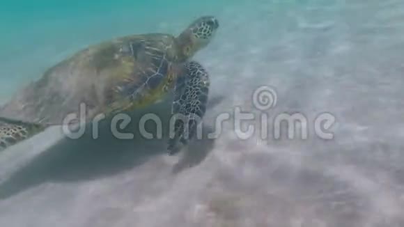 小海龟在毛伊岛附近游泳视频的预览图