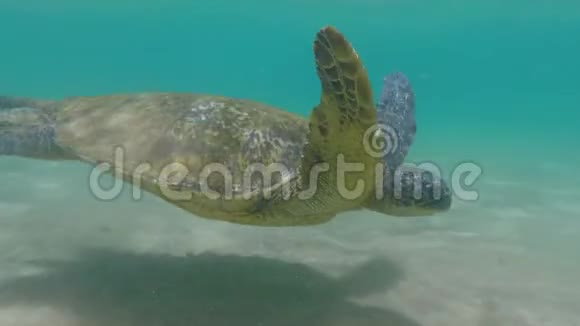 毛伊岛沿岸海龟游泳的近景视频的预览图