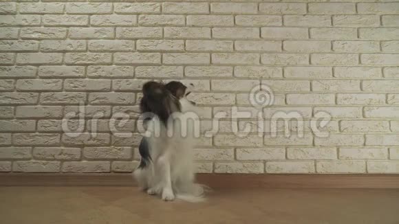 狗狗帕皮龙坐着打哈欠环顾四周看着装饰砖墙的股票录像视频的预览图
