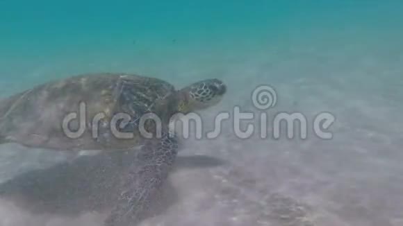 海龟沿着海底滑翔视频的预览图
