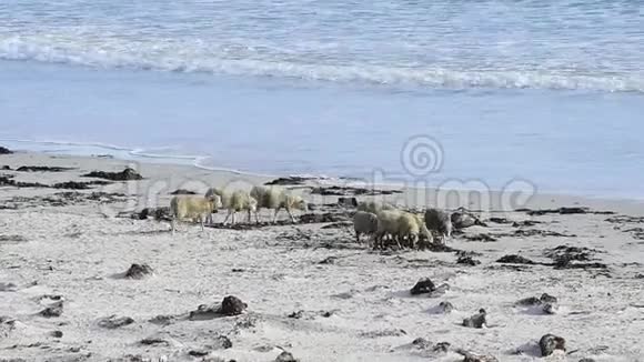 福克兰群岛的绵羊饲养视频的预览图