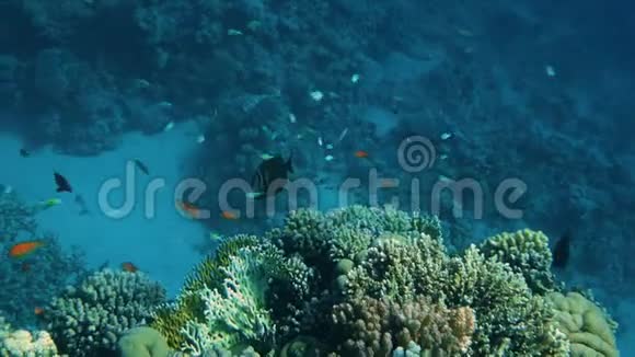 海底鱼类的珊瑚礁视频的预览图