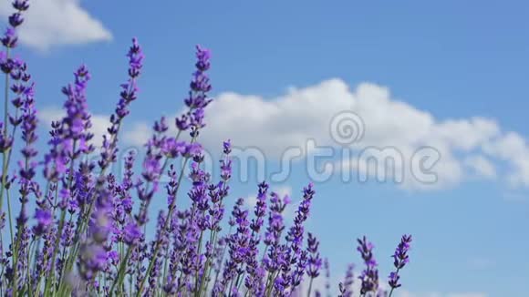 关闭薰衣草的花朵克里米亚的薰衣草蓝天和云彩在背景上柔和地聚焦拉瓦杜拉视频的预览图
