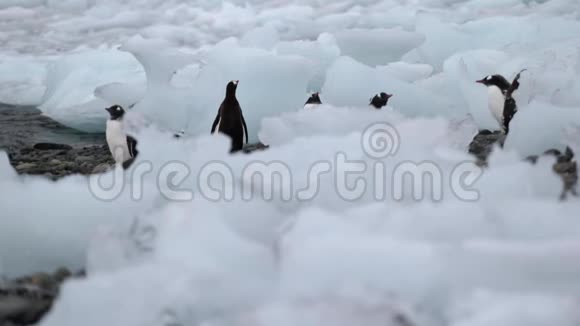 一群企鹅沿着靠近海洋的石岸散步安德列夫视频的预览图