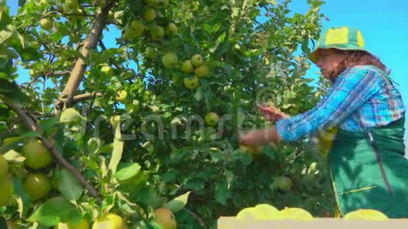 女农民摘青苹果视频的预览图