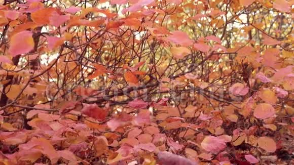 用红叶把灌木丛收起来多莉变焦拍摄田园秋林风光美丽的秋天五彩缤纷的森林视频的预览图