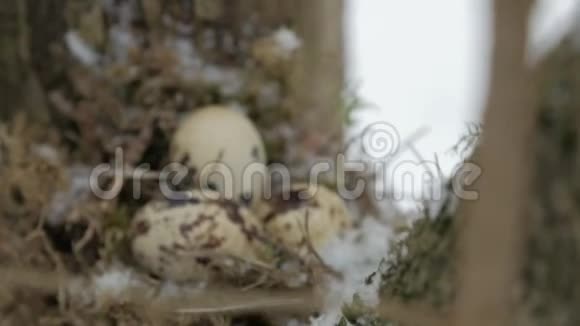 鸟窝在树枝上里面有三个冻蛋冬天视频的预览图