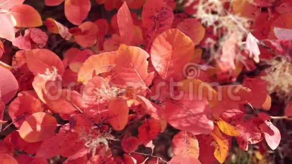 用红叶把灌木丛收起来多莉拍摄田园诗般的秋林风光滑落离去美丽的秋天多彩视频的预览图
