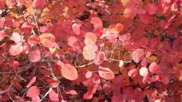 用红叶把灌木丛收起来多莉拍摄田园诗般的秋林风光右滑美丽的秋天多彩视频的预览图