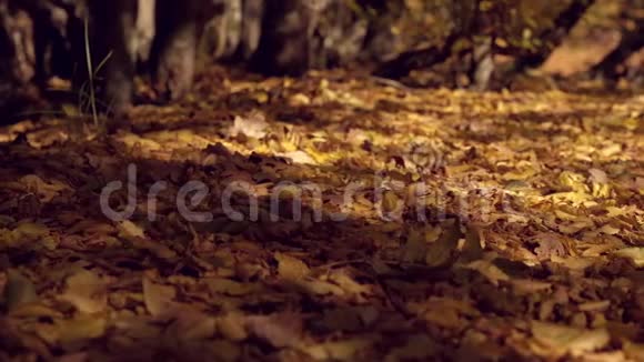 森林里地面上褐色的干叶向右靠近光滑的小车射击秋天的金色树叶和森林树木视频的预览图