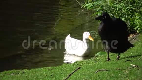 白色和黑色鸭子在绿色草坪上干净的壮举视频的预览图