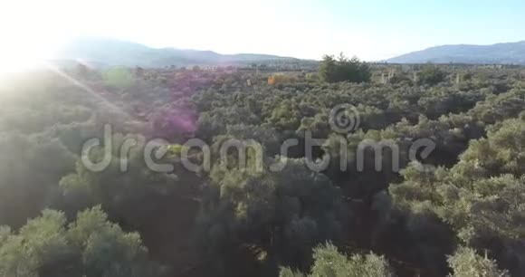 日落前的橄榄树空中足迹视频的预览图