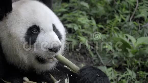 健康的熊猫坐着撕裂竹皮视频的预览图