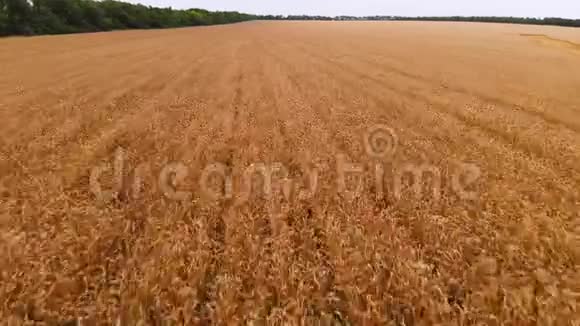 从成熟的麦田鸟瞰小麦的全景运动农业生产面包4k决议视频的预览图