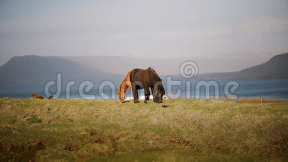 两匹美丽的冰岛马吃草在田野上吃草城外有野生动物的农场或牧场视频的预览图