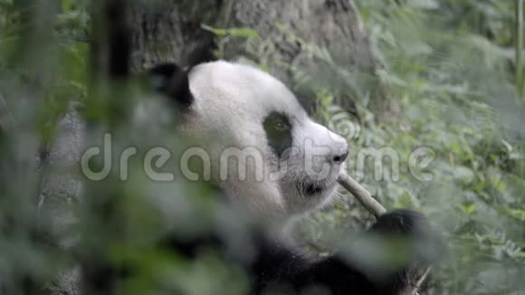 野熊猫咬着一块破竹视频的预览图