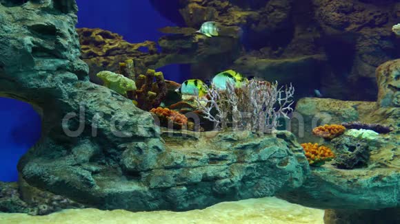 水族馆里的热带鱼类视频的预览图