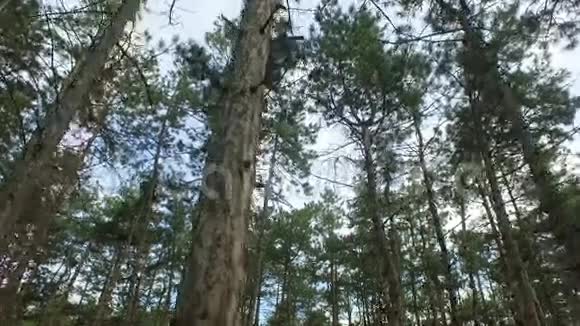 树顶背景视频的预览图