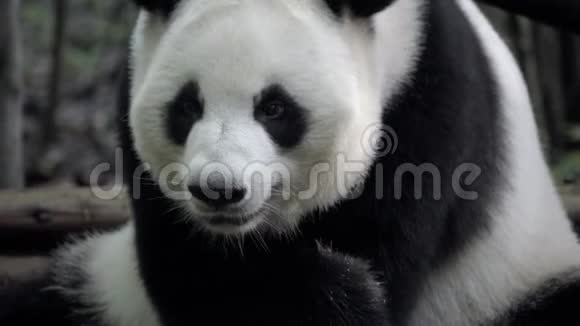 熊猫折断一片竹子吃掉它视频的预览图