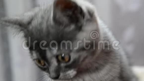 英国品种灰色小猫特写肖像视频的预览图