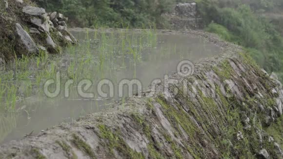 鱼在中国稻田里溅起视频的预览图